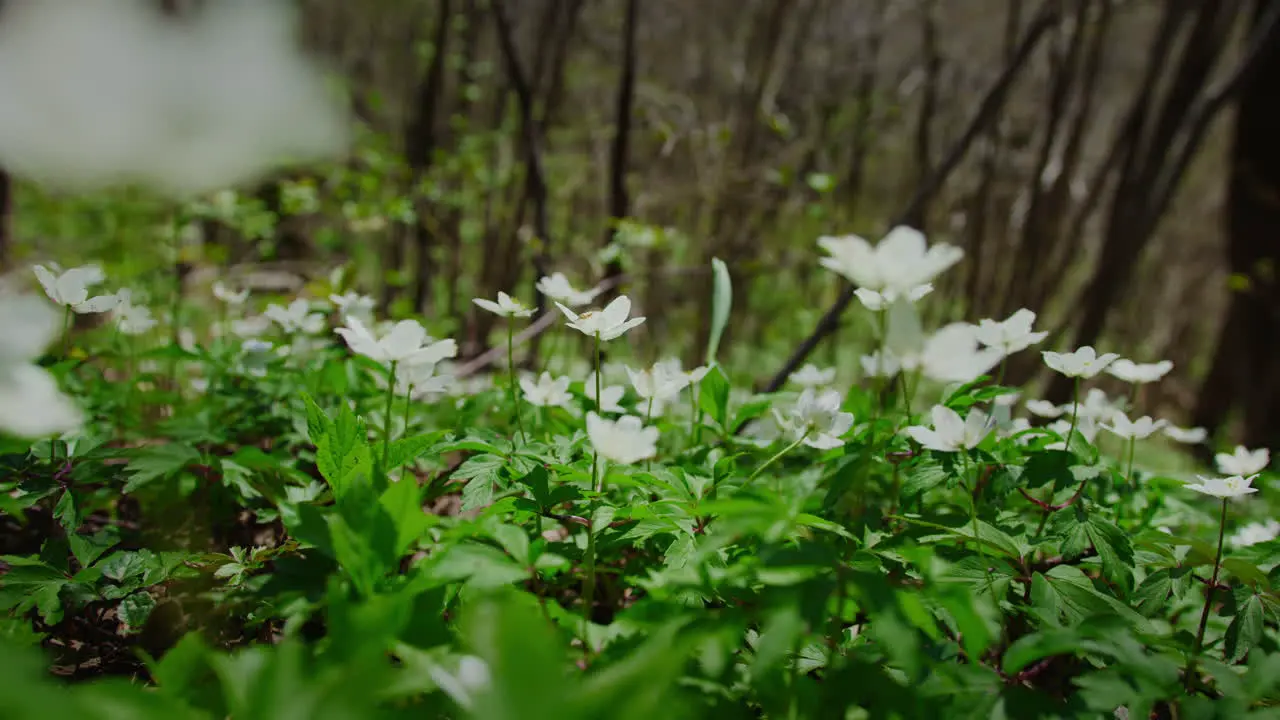 White Forest Flowers in Early Spring