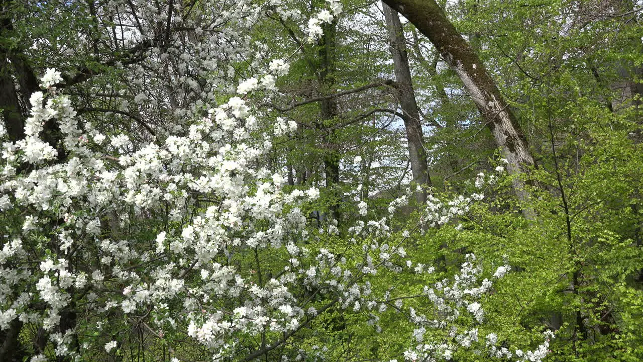 France Blooming Tree And Woods Zoom Out