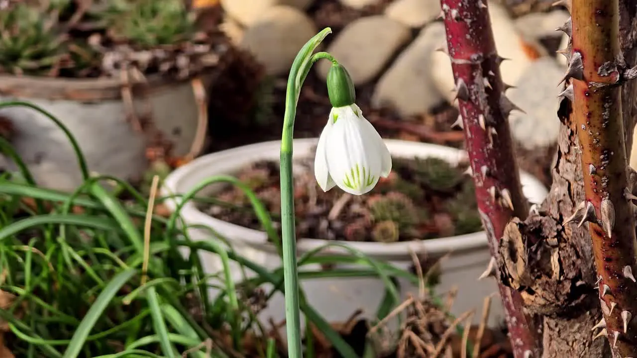 Delicate spring flowers snowdrops harbingers of warming symbolize the arrival of spring