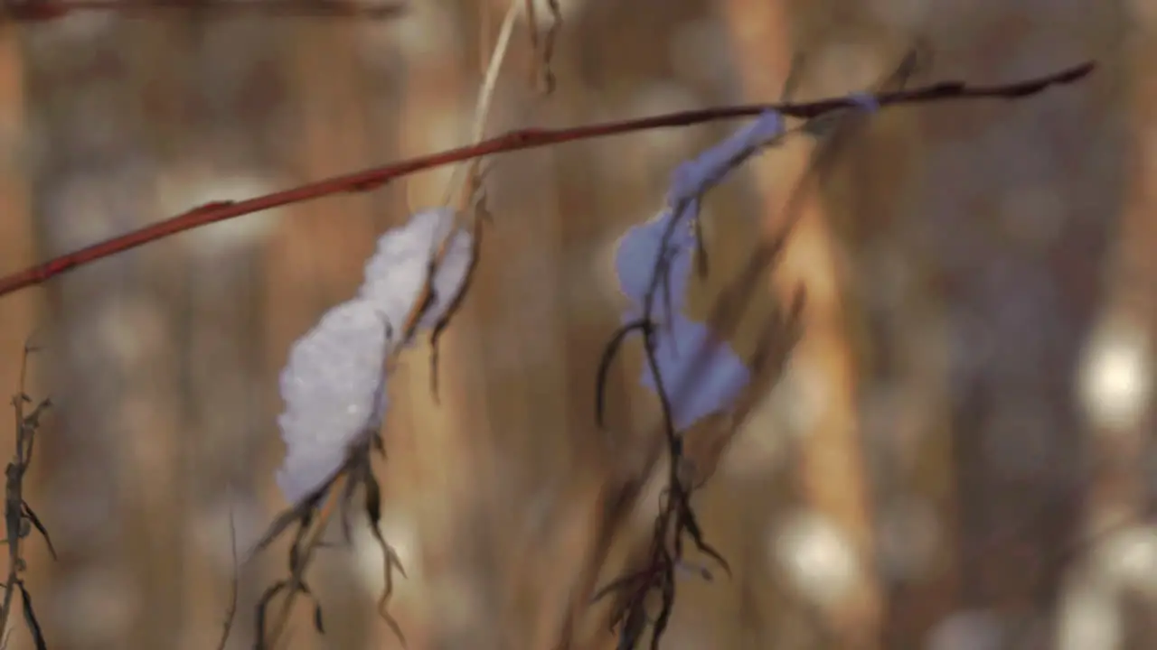 Spring sun melting snow on branches on golden forest background static rack focus