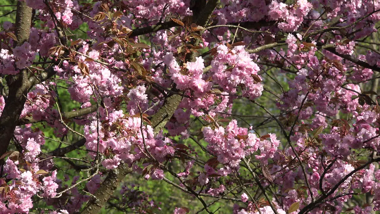 Nature Pink Flowers On Tree In Wind