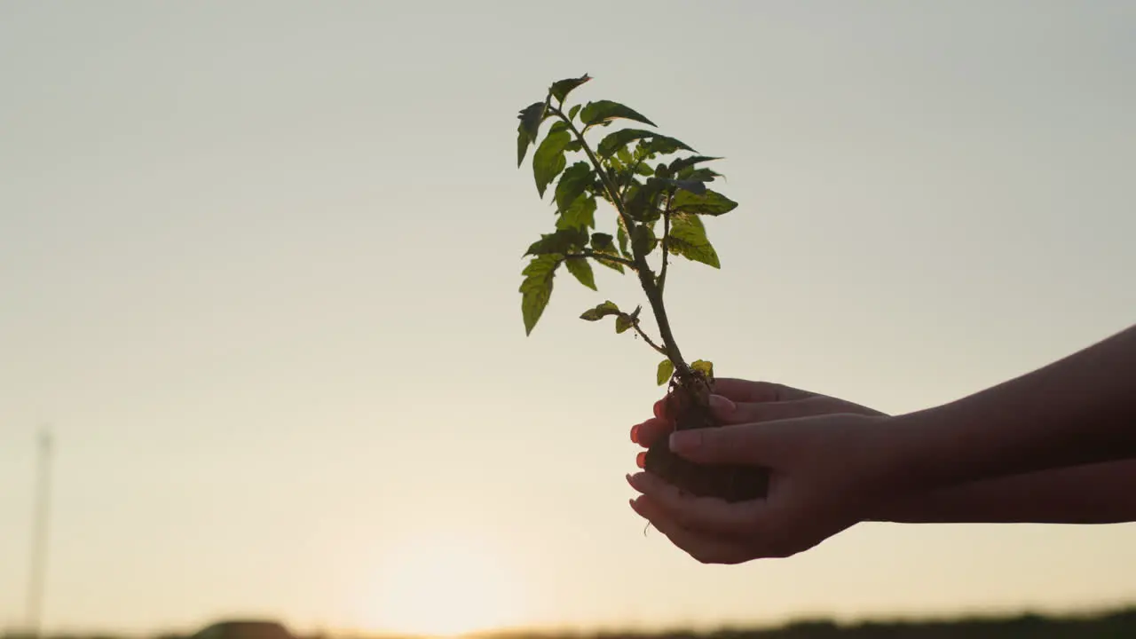 Farmer's hands holding a tomato seedling