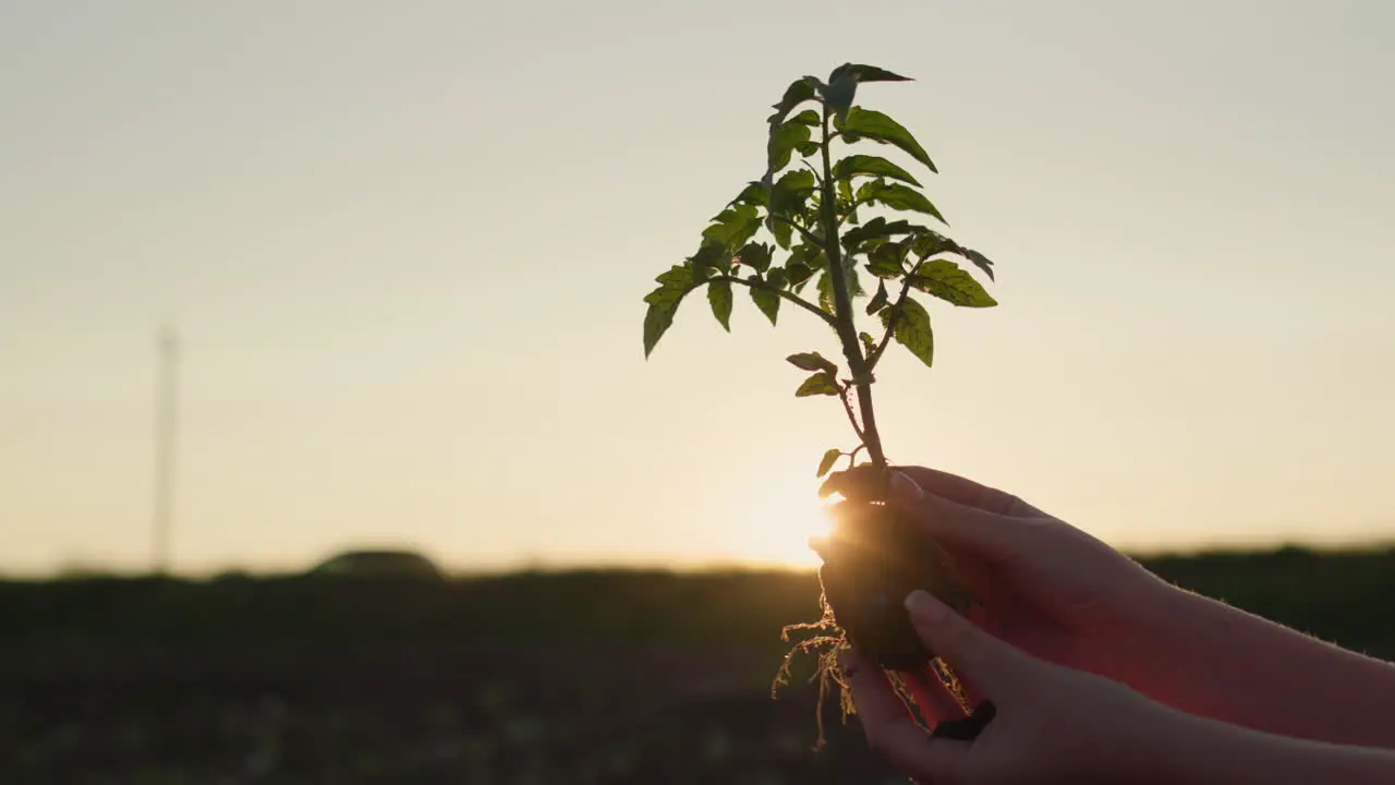 Farmer's hands holding a tomato seedling at sunset