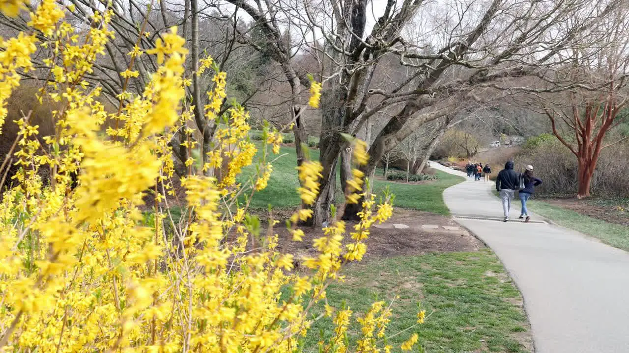 Spring | Forsythia in Bloom | Walk along Trail | Biltmore House Trail | 4K