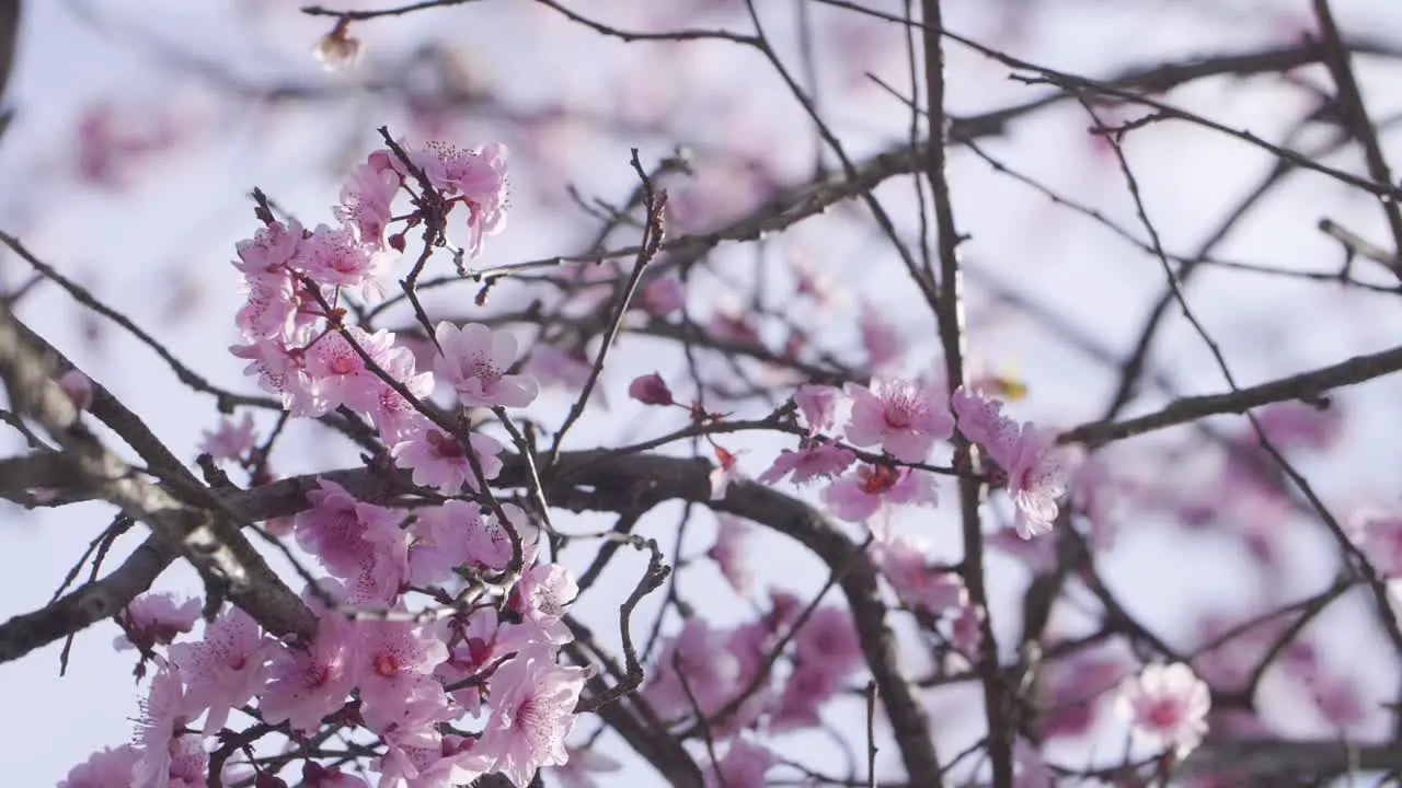 Close Up Of A Blossoming Tree