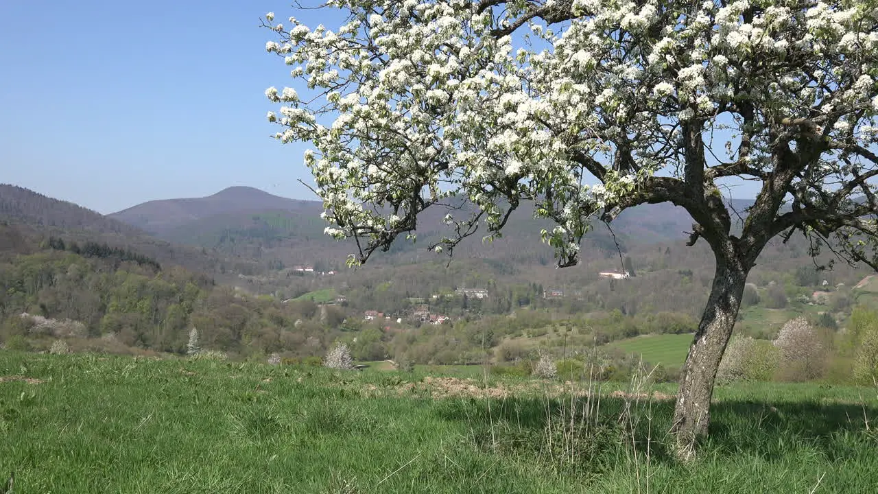 France Alsace Fruit Tree Zooms To View