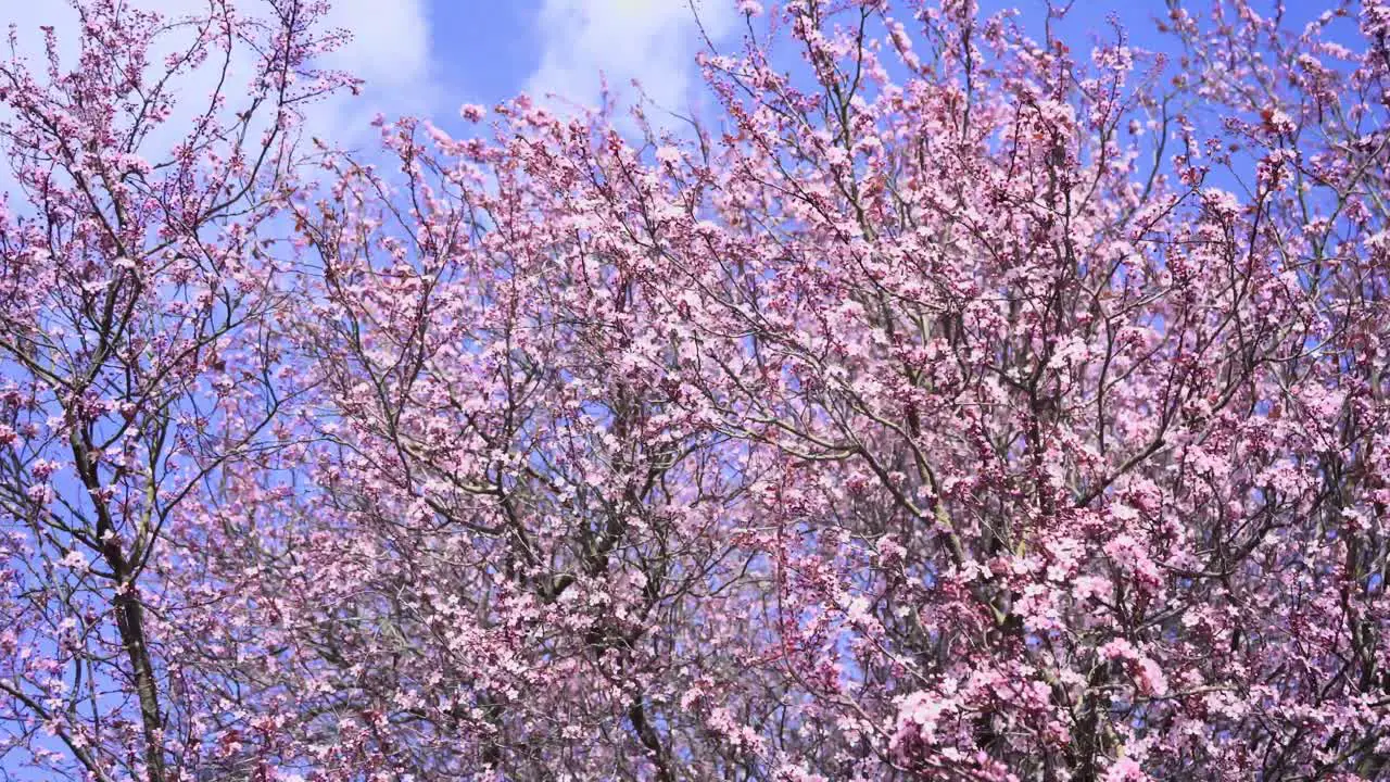 Moving shot of cherry blossoms in a tree