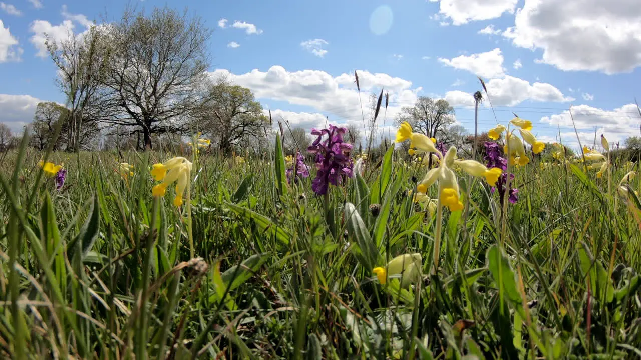 Wild Yellow Cowslip flowers and purple Early Orchids blooming in a wild flower meadow in Worcestershire England amid the strong green meadow grasses