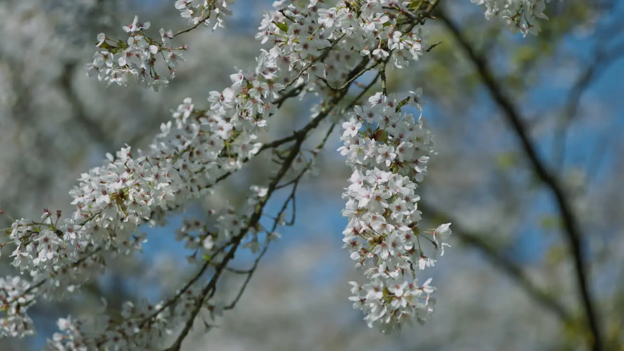 Video slow motion cherry blossoms moved in the wind against a background of the pure blue sky