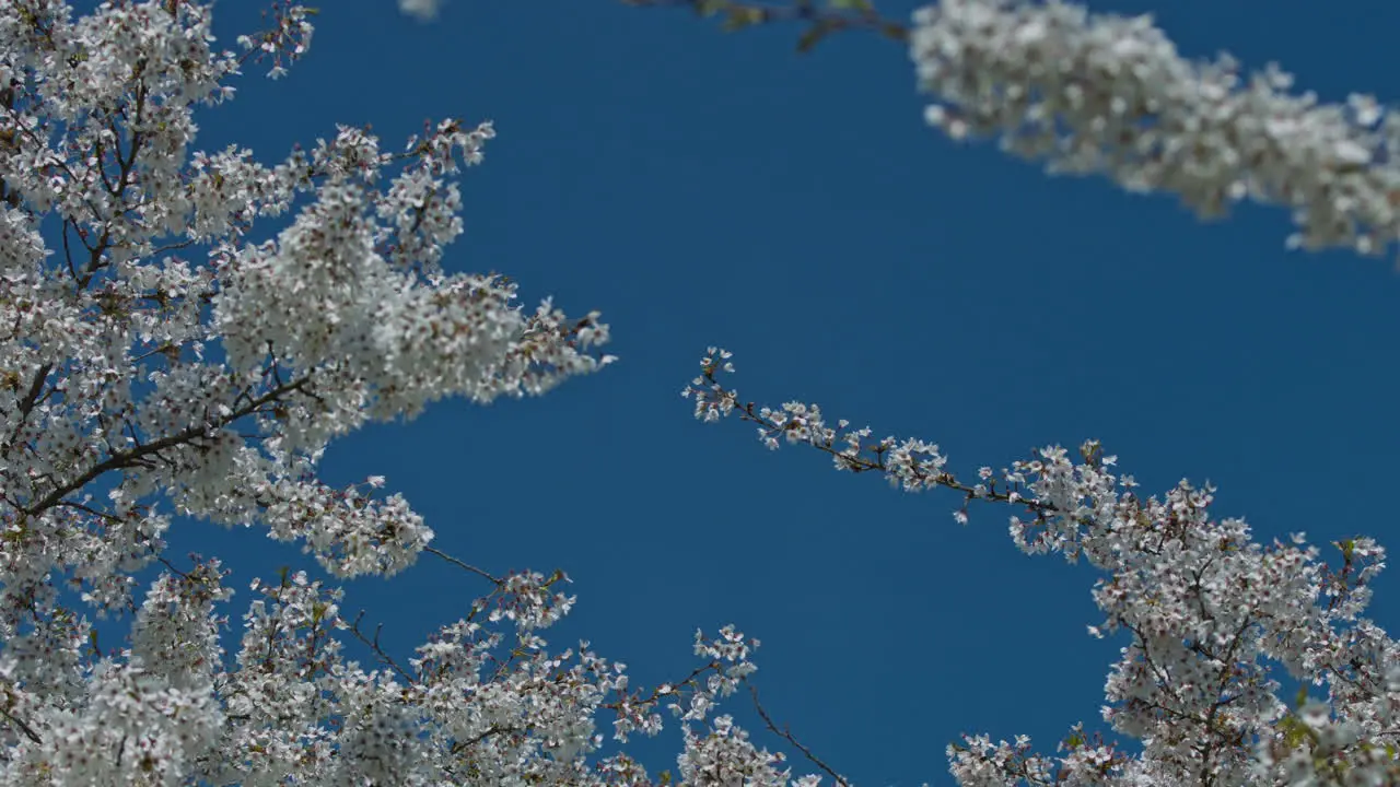 Beautiful cherries blosom over blue sky