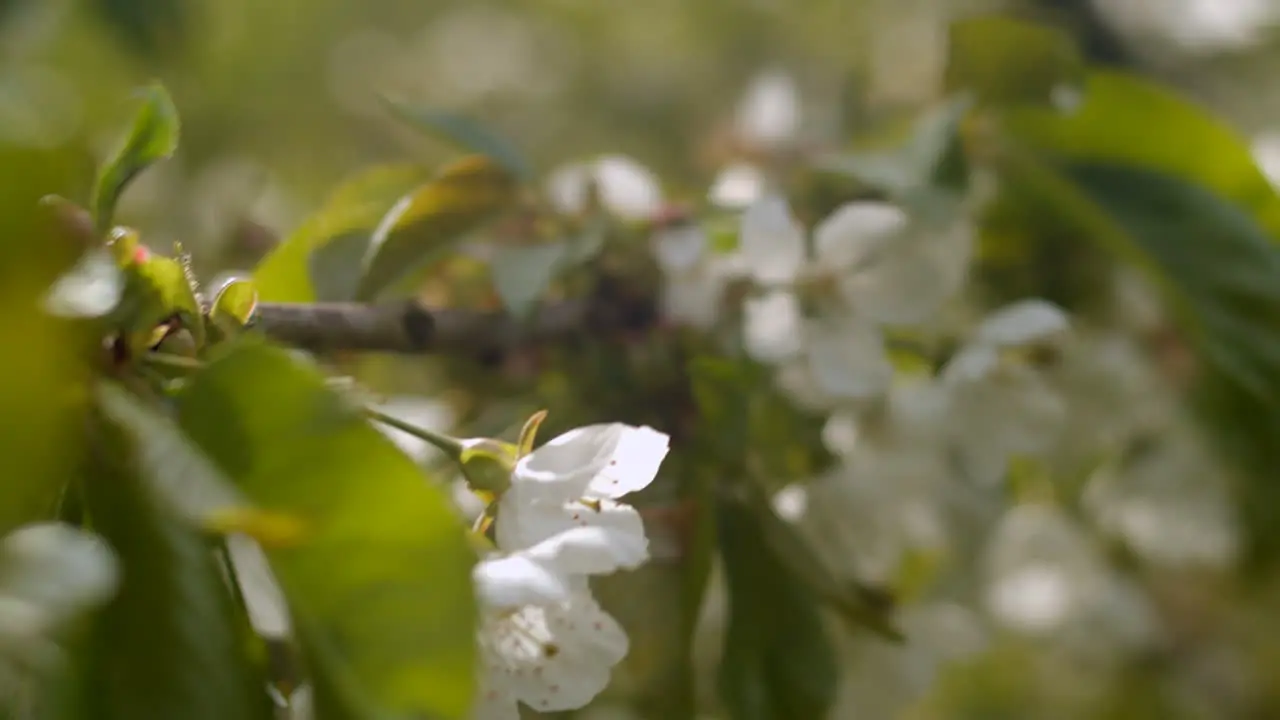 Cherry blossom branch in bloom tracking close-up 4k