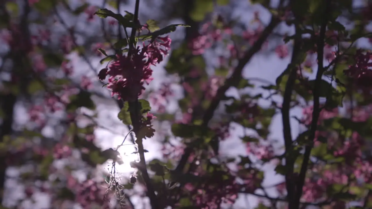 Sunlight shining through pink flower blossoms on Camano Island Washington during Spring