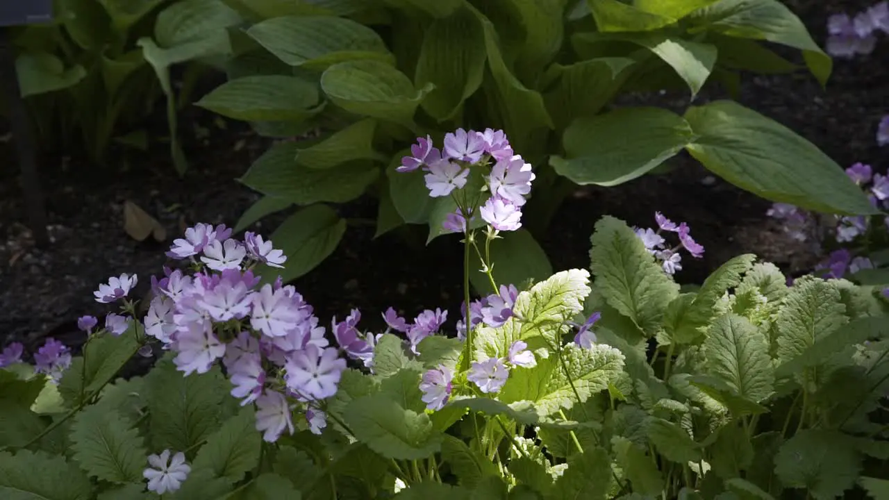 Group of small purple flower by a green bush