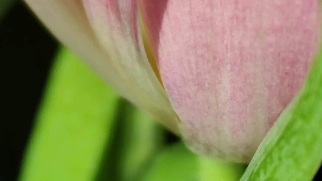 Pink tulips in pastel coral tints at blurry background closeup