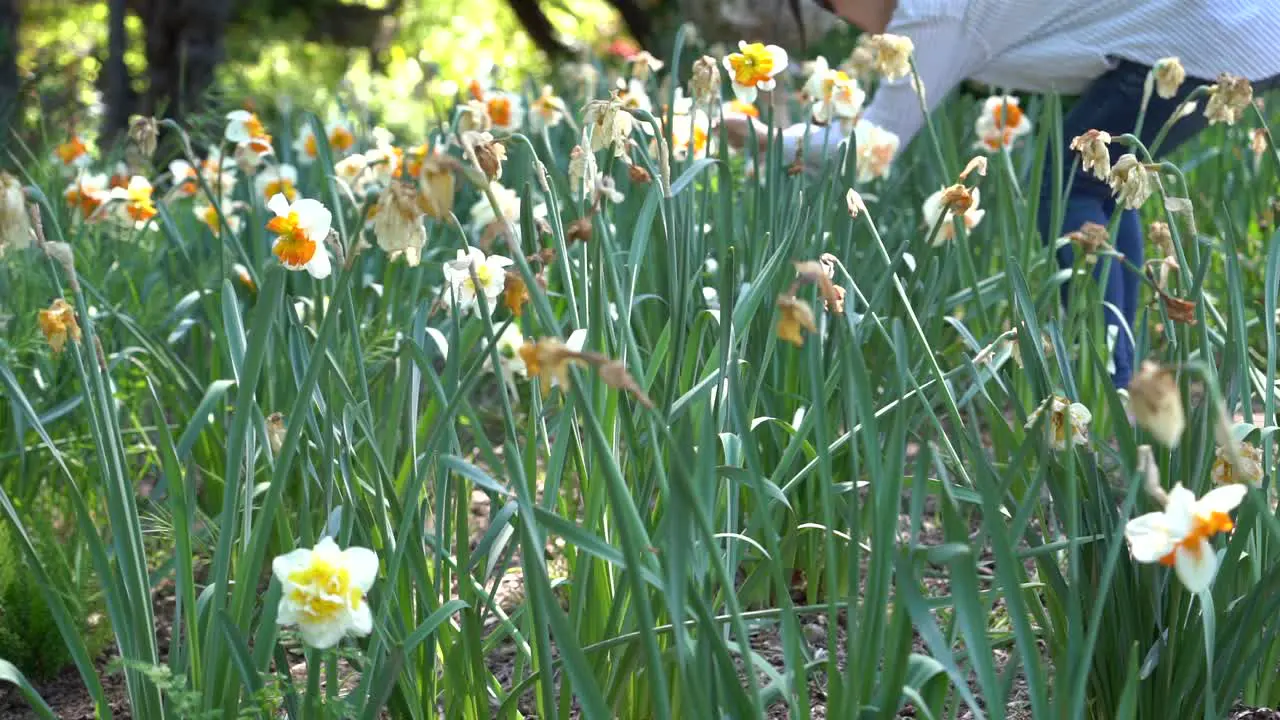 A garden of white and yellow daffodils in Spring