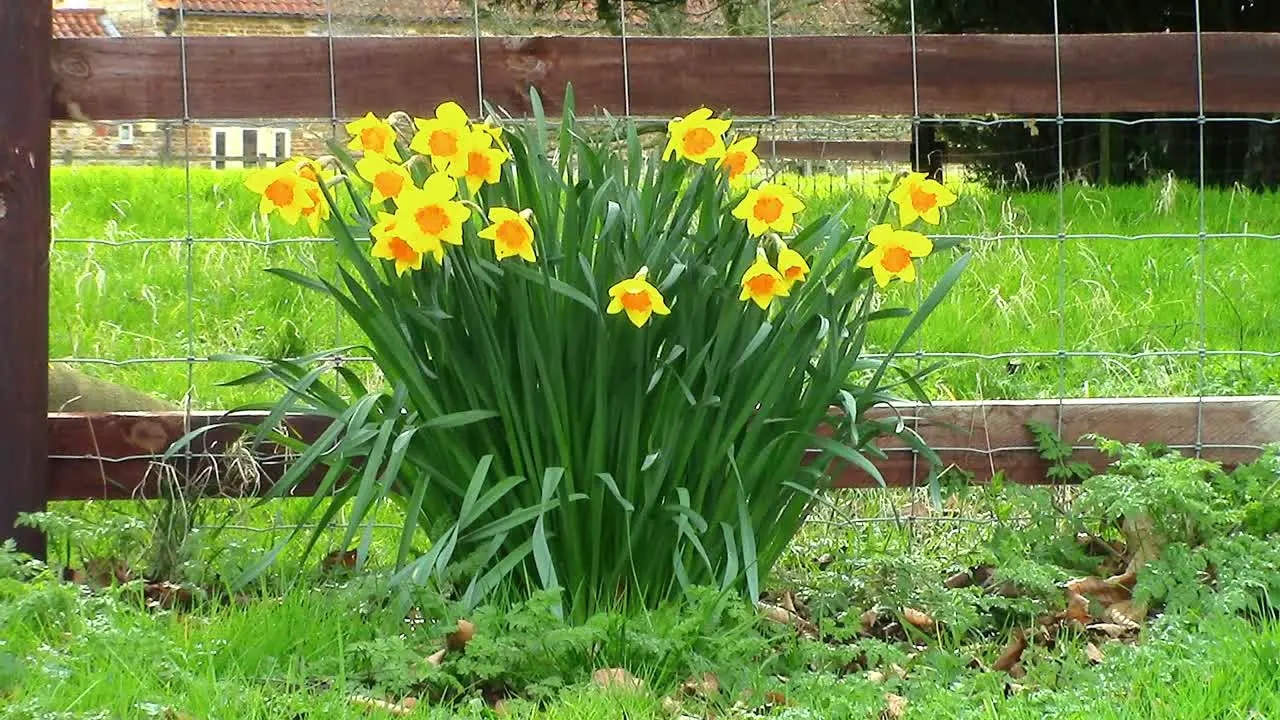 Daffodils growing on a grass verge brightening up the countryside