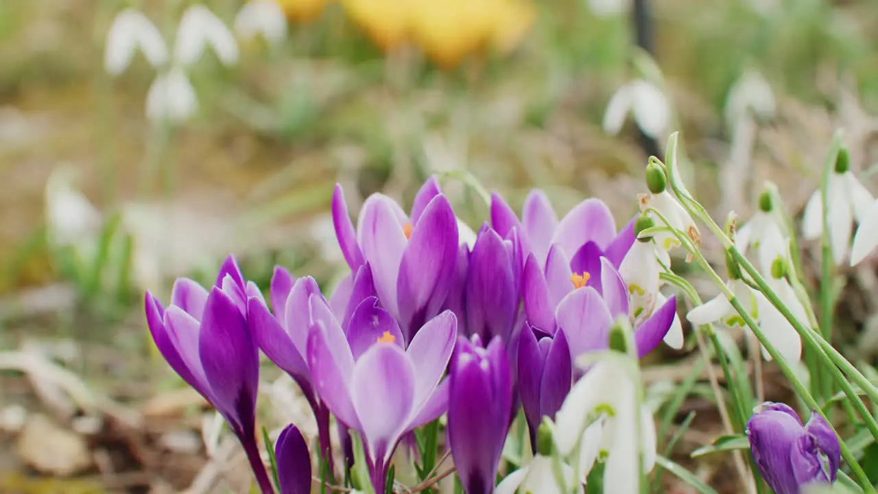 Close up shot of some violet crocuses growing in the garden