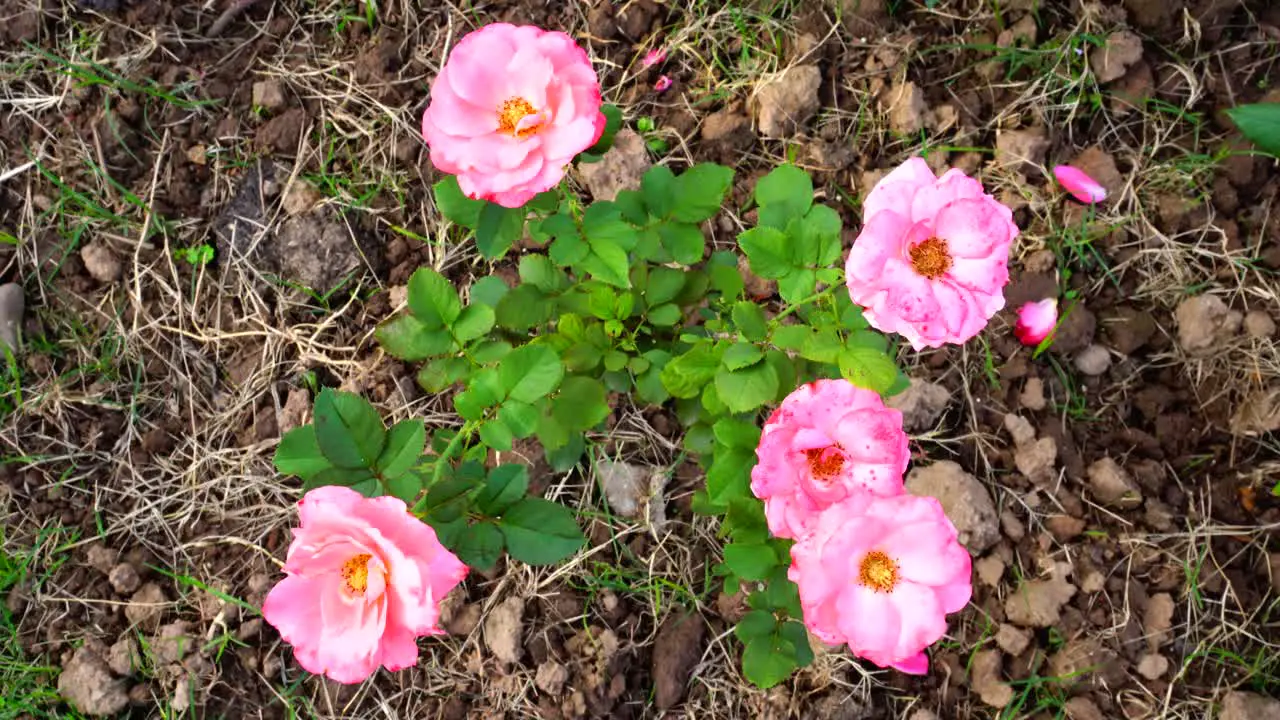 Flower in the garden shined at sun