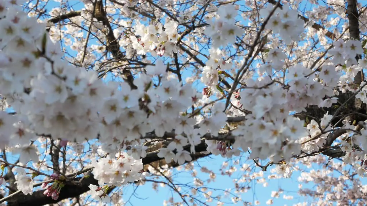 View up to Cherry blossom trees in full bloom are blown by wind make its branches move in lively motion like dancing in Sendai Japan