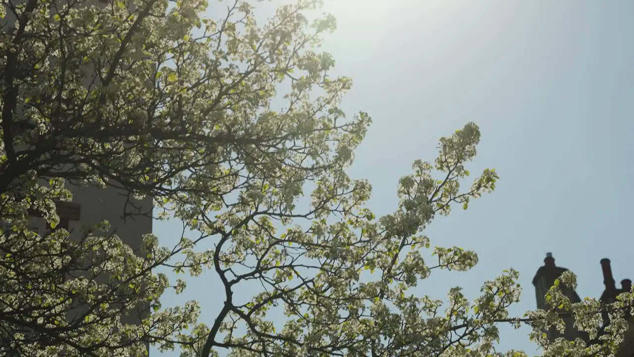 Flowers blooming in tree in europe