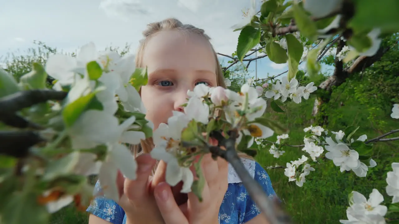 A Child Admires The Flowers On A Blossoming Apple Tree