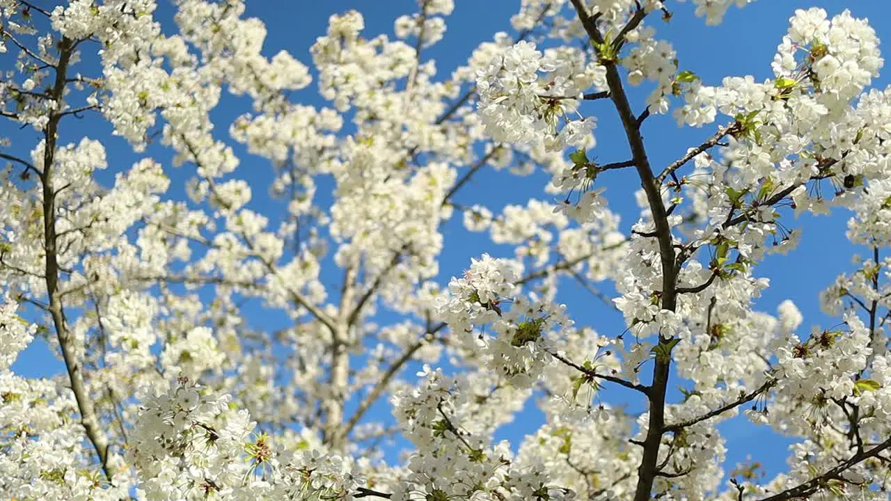 cherry trees with white flowers and bees flying and pollinating them on a sunny summer day with blue sky