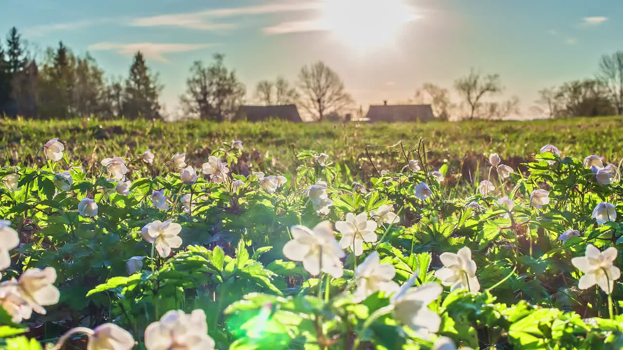 Spring wildflowers growing in the countryside cloudscape sunrise time lapse