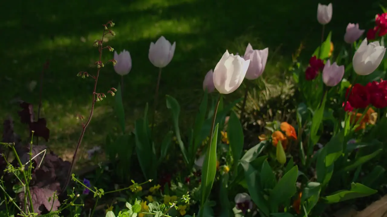 Growing Colorful Tulips In The Spring Garden At Daytime