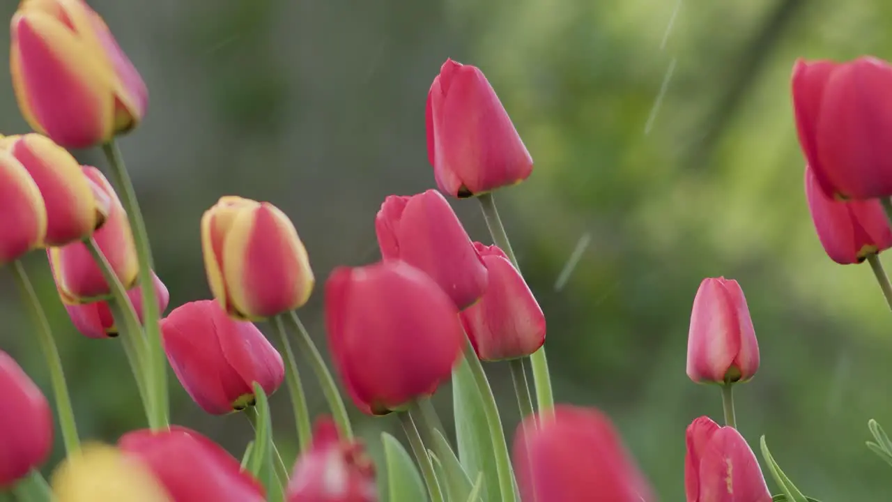 Blossoming tulips in spring and falling light snow