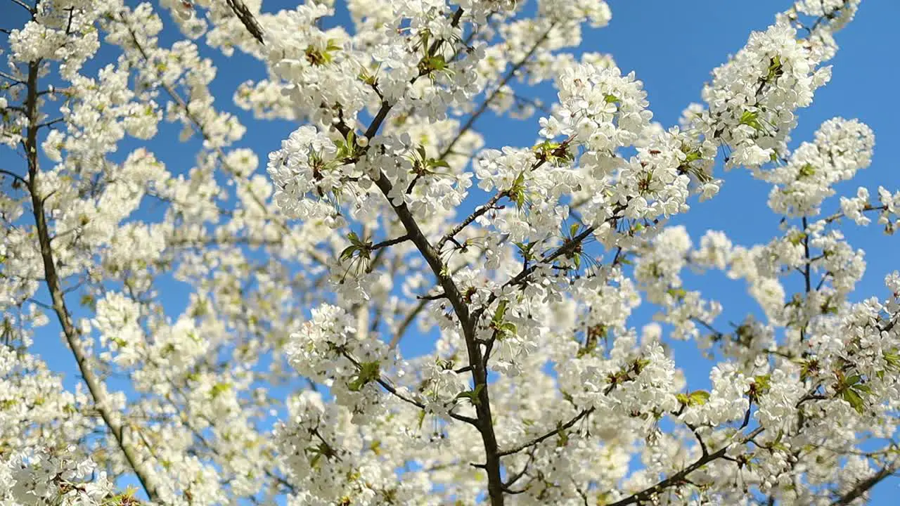 white cherry blossoms pollinated by bees on a sunny day with blue sky