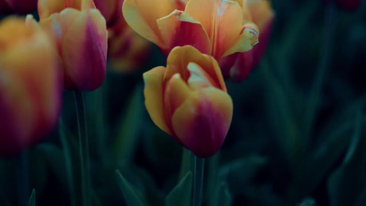 Closeup tulips growing in spring garden Blooming flower with fresh green leaves