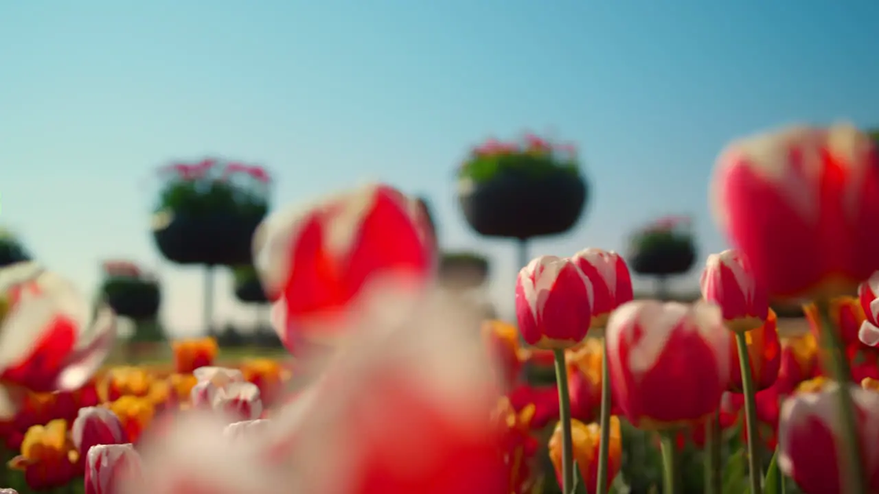 Beautiful flower garden in spring time with woman silhouette Blossomed tulip