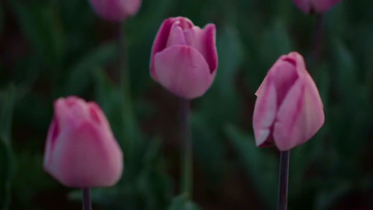 Closeup pink tulips growing in flower field Gentle flower in green background