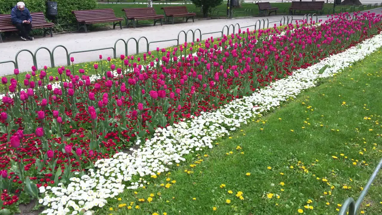 City Park Garden with Flowers