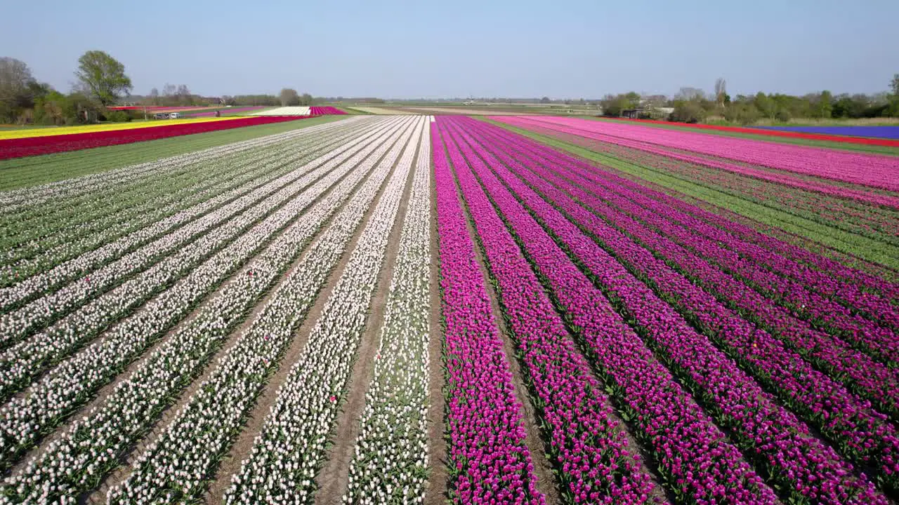 Colorful tulip field in the Netherlands areal view moving along the vast lines of plant based plantation during sunshine day