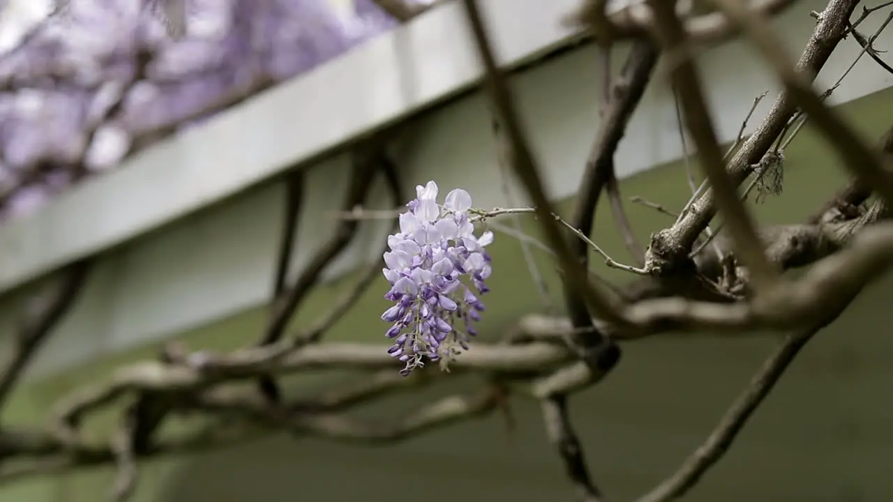 Purple blossoming flowers hanging on barren branch close up