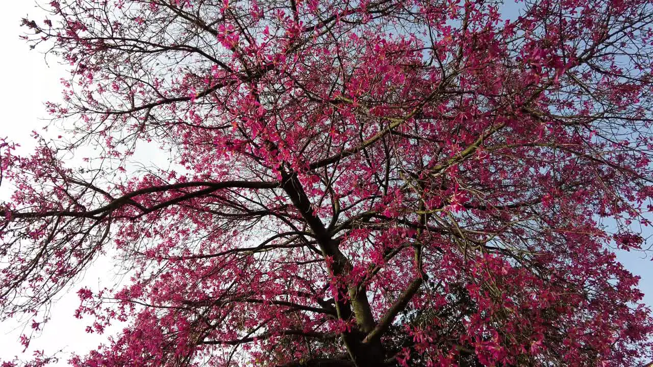 Beautiful Tree Full Of Pink Flowers In Lisbon Portugal low angle shot