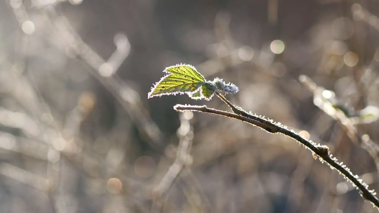 Amazing green leaf in frosty nature on cold morning in Vaasa Ostrobothnia Finland