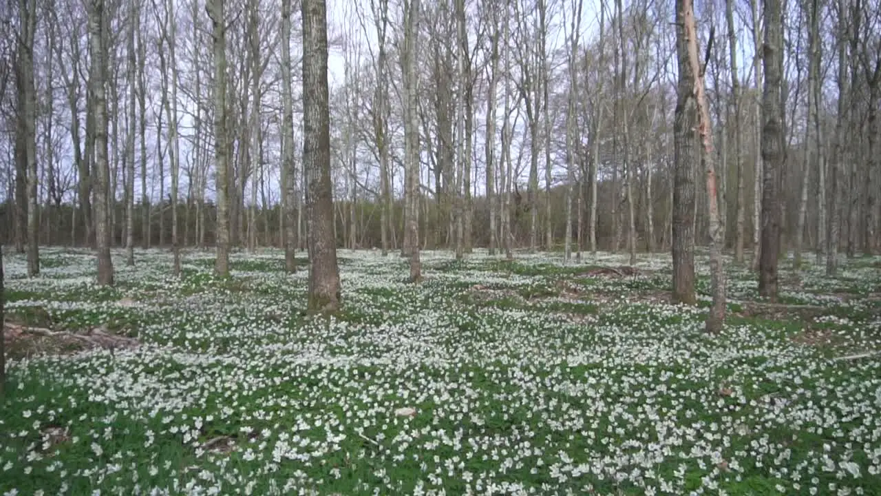 Walking forward through a forest full of anemones on the forest floor