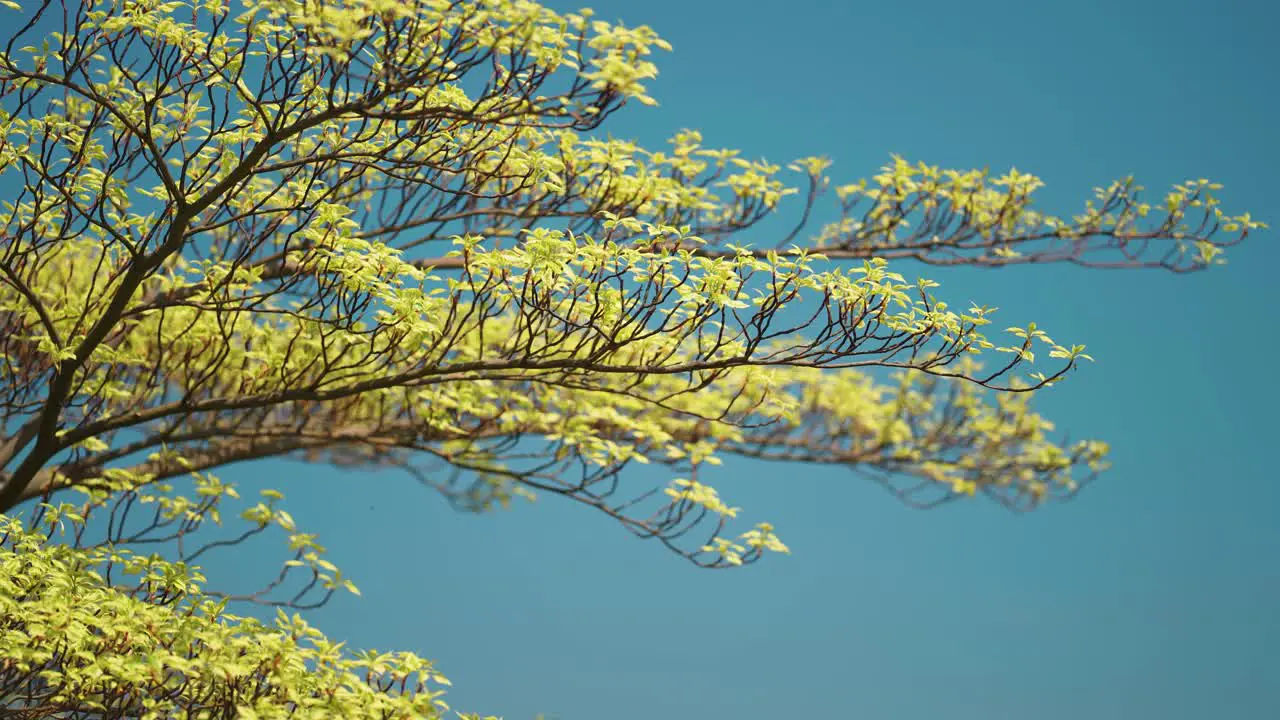 Fresh yellow-green spring leaves on the slender tree branches