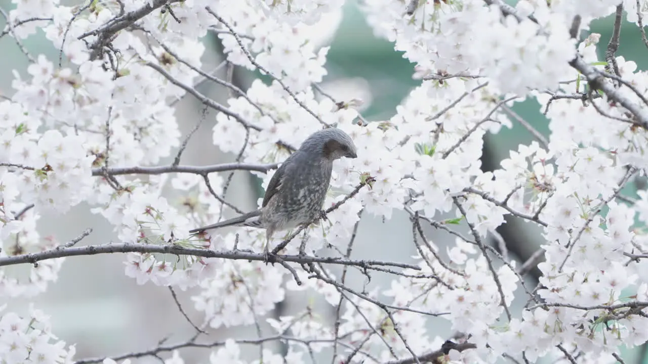 Brown-Eared Bulbul Feeding From Blossoming White Flowers Of Sakura During Spring In Tokyo Japan