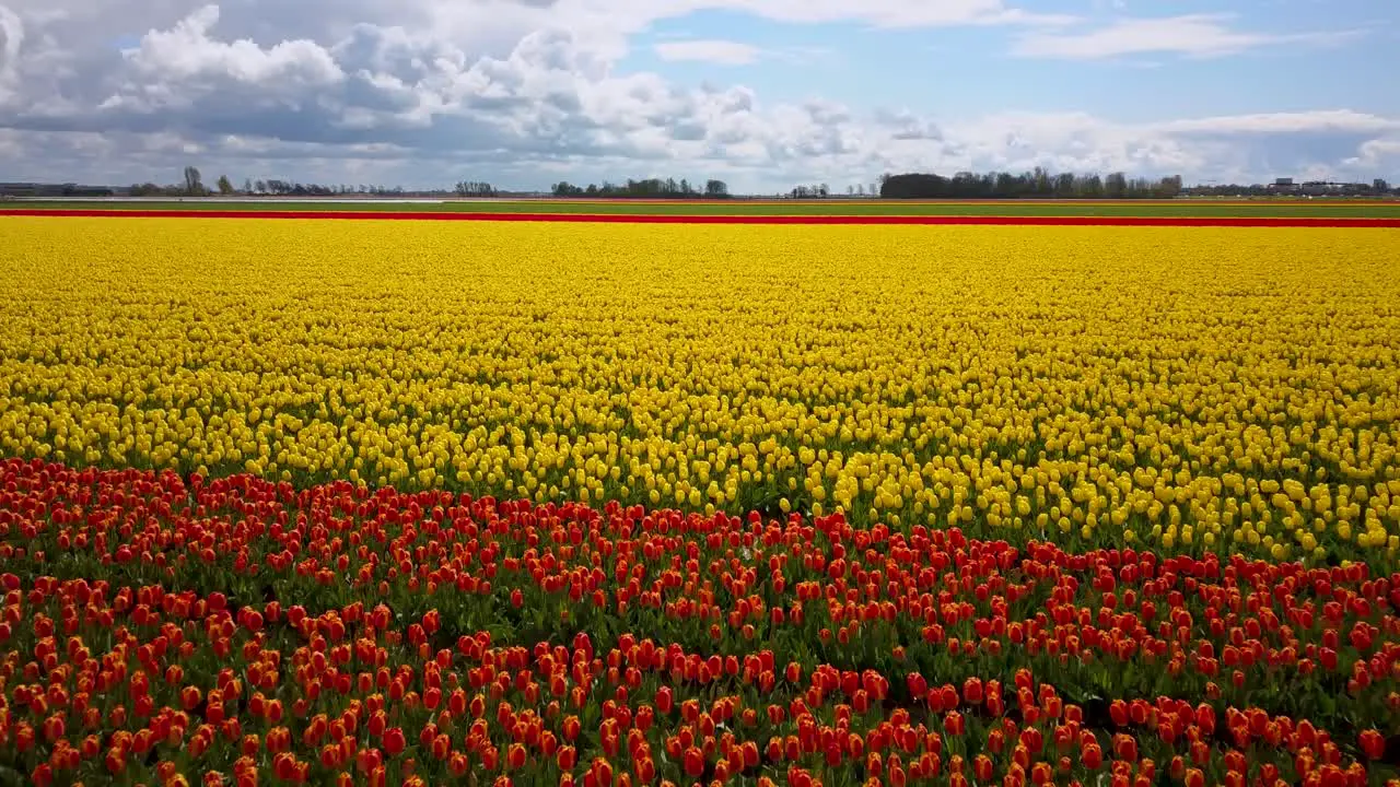 Colorful tulip field in the Netherlands areal view moving over red and yellow vast lines of plant based plantation during daytime