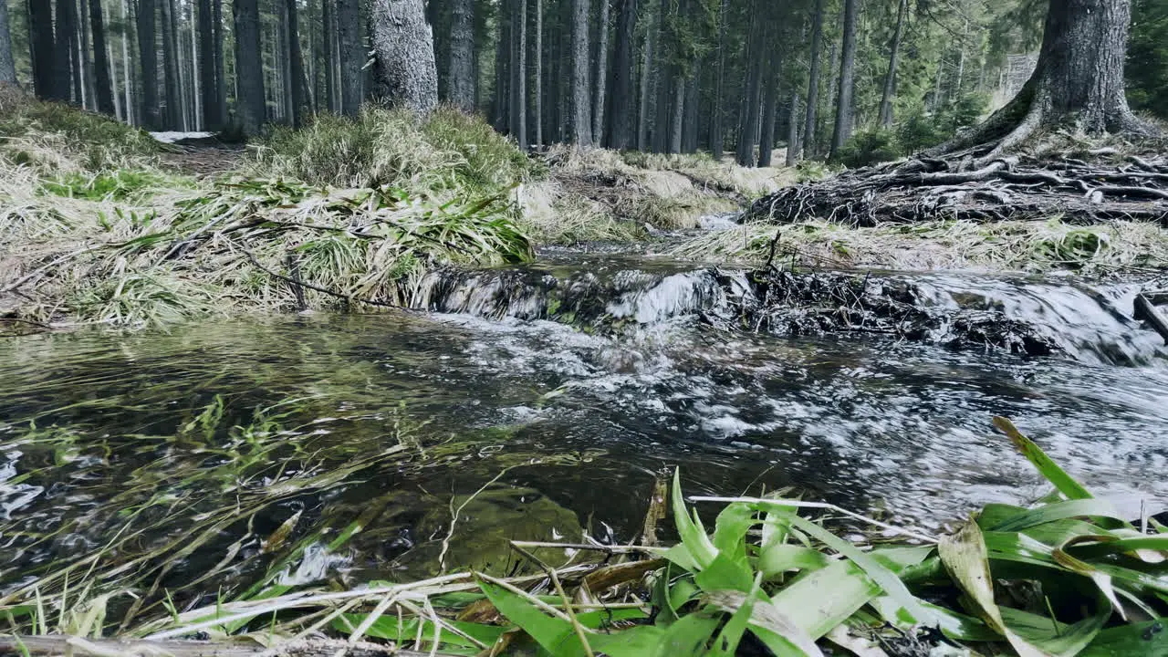 Spring forest stream Stream in forest with moss macro Nature beautiful forest