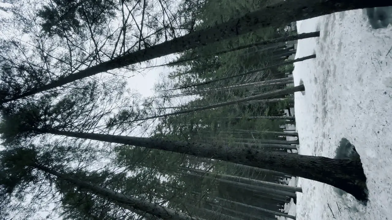 Spring forest in snow round vertical view Tops of pines vertical orientation