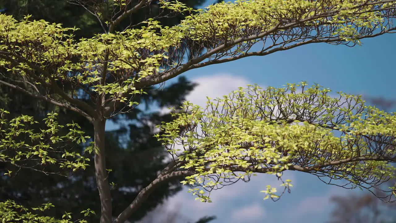 Long slender tree branches covered in fresh green spring leaves