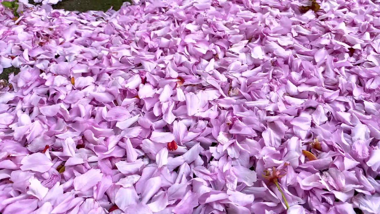 Beautiful Pink Blossom covering a grey path 4K