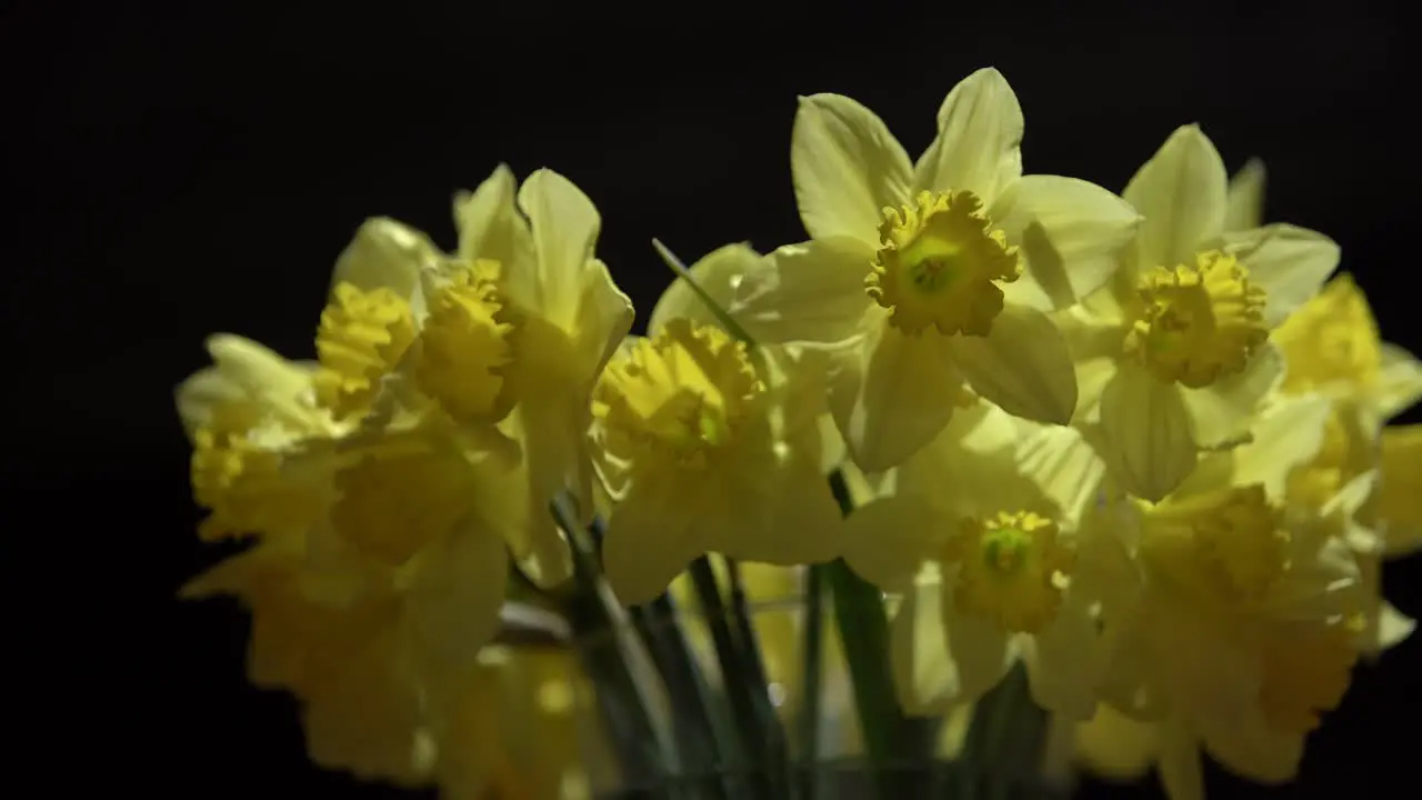 Bright Spring Daffodils On A Black Backdrop