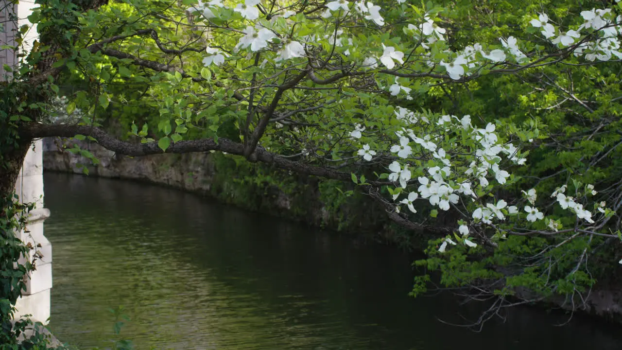 Sager Creek and a tree with white flowers Siloam Springs Arkansas zoom out