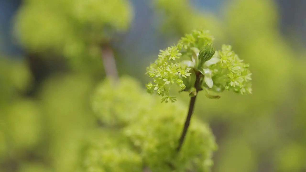 Bright yellow-green flowers and fresh leaves on slender branches