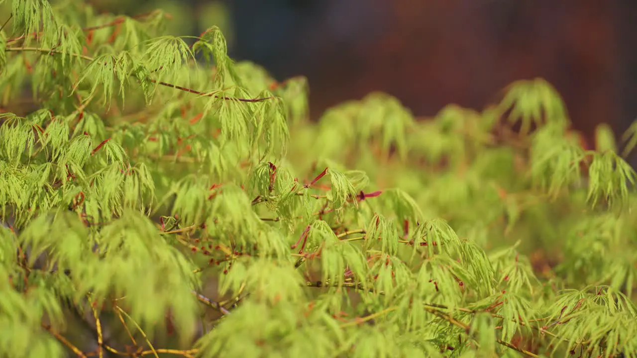 Vibrant new leaves of the maple tree in spring